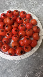 Ягоды рябины, 5 штук- фото