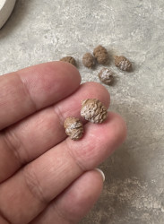 Шишки, 5 штук- фото2